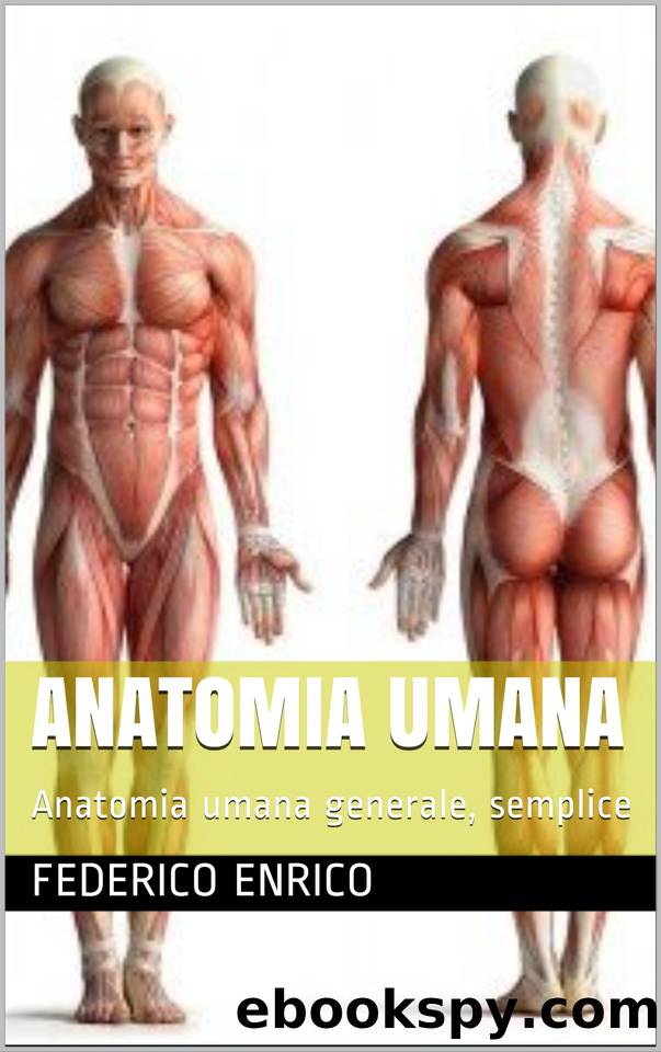 Anatomia Umana: Anatomia umana generale, semplice (Italian Edition) by Enrico Federico